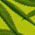 fixe limites - L'UE fixe des limites de THC pour le thé à base de feuilles