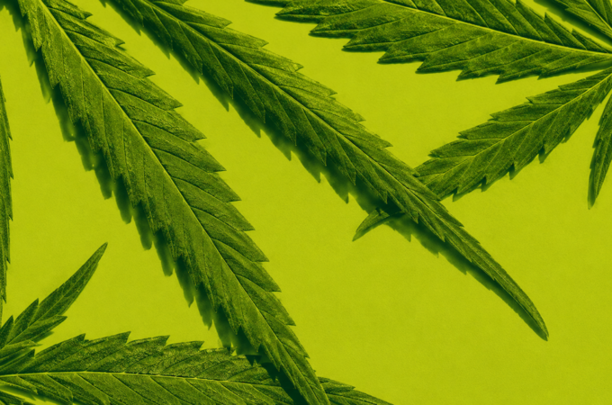 lue fixe des limites de thc pour le the a base de feuilles d fixe limites - L'UE fixe des limites de THC pour le thé à base de feuilles
