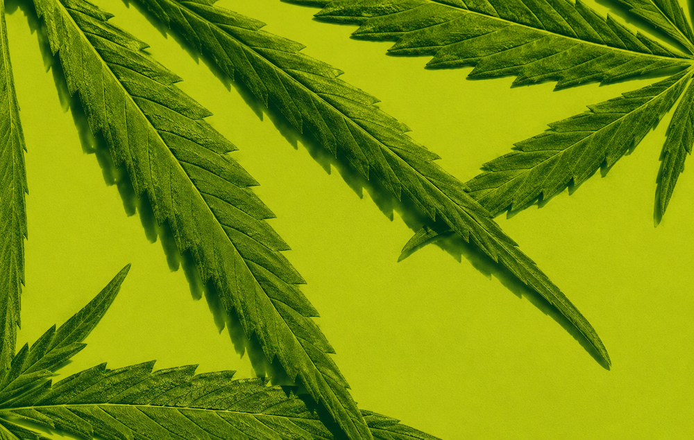 fixe limites - L'UE fixe des limites de THC pour le thé à base de feuilles