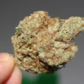 étude montre - Une étude montre que l'association du THC et du CBD issus du