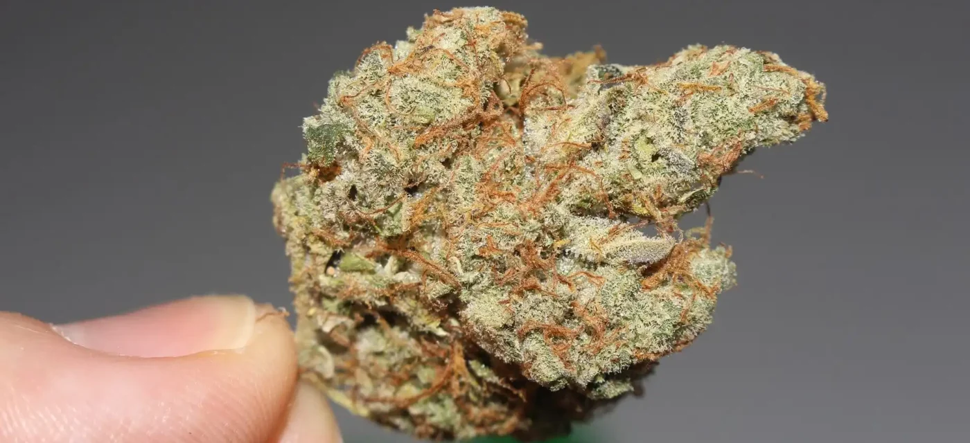 étude montre - Une étude montre que l'association du THC et du CBD issus du