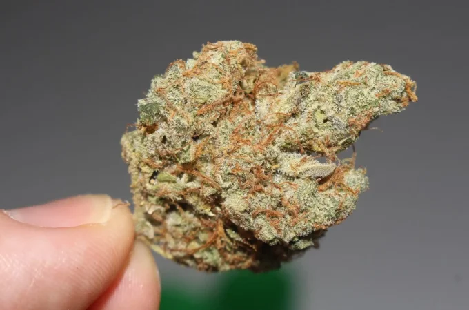 étude montre - Une étude montre que l'association du THC et du CBD issus du