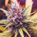 étude montre - Une étude montre que le cannabis médical soulage la douleur,