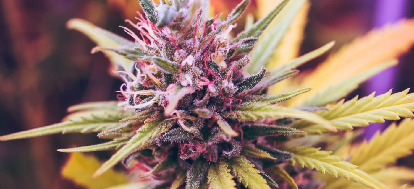 étude montre - Une étude montre que le cannabis médical soulage la douleur,