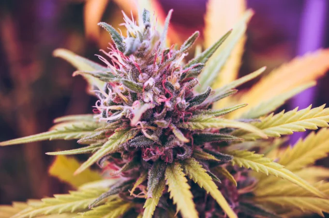 étude montre - Une étude montre que le cannabis médical soulage la douleur,