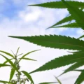 étude révèle - Une étude révèle que le cannabis médical soulage la douleur,