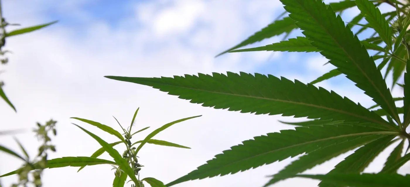 étude révèle - Une étude révèle que le cannabis médical soulage la douleur,