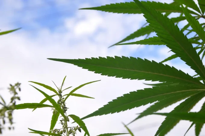 étude révèle - Une étude révèle que le cannabis médical soulage la douleur,