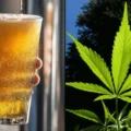 étude révèle - Une étude révèle que les boissons à base de cannabis aident