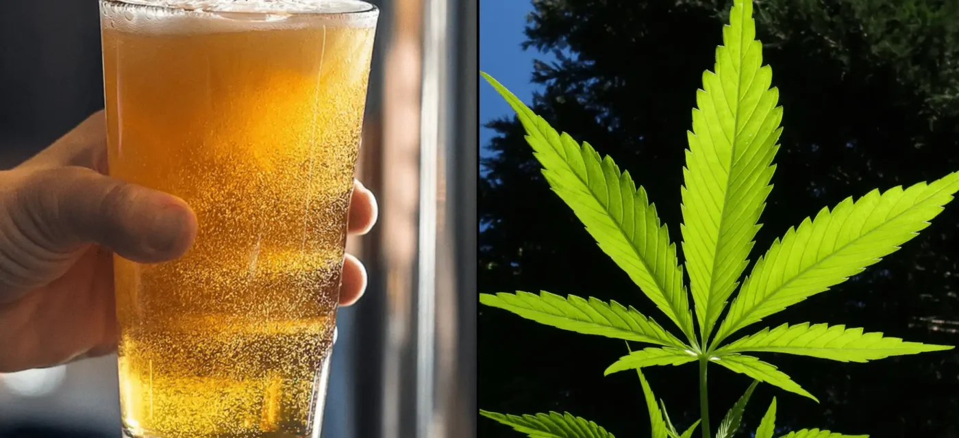 étude révèle - Une étude révèle que les boissons à base de cannabis aident