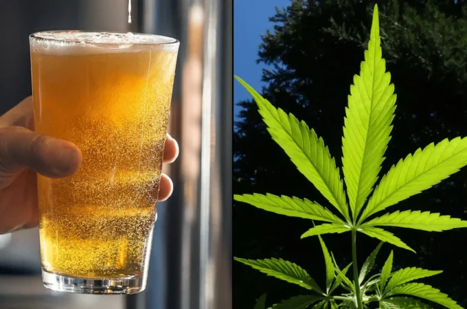 étude révèle - Une étude révèle que les boissons à base de cannabis aident