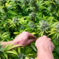 nouvelle étude - Une nouvelle étude montre que la légalisation du cannabis st