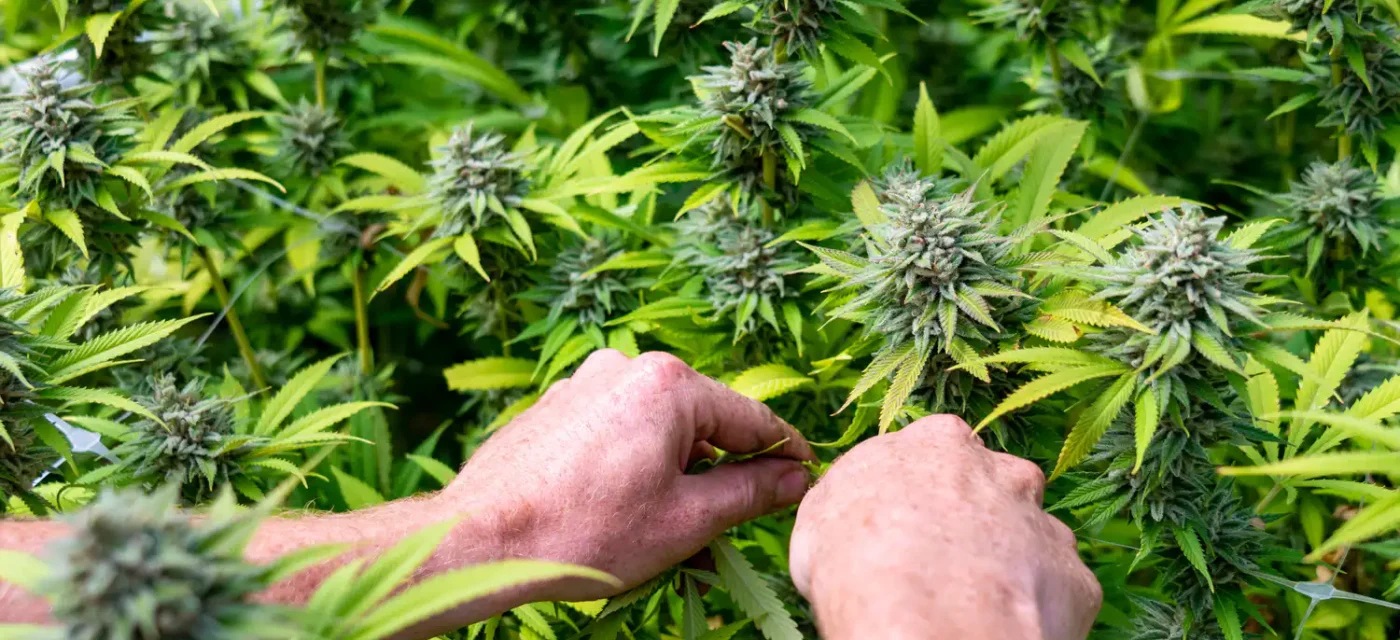nouvelle étude - Une nouvelle étude montre que la légalisation du cannabis st
