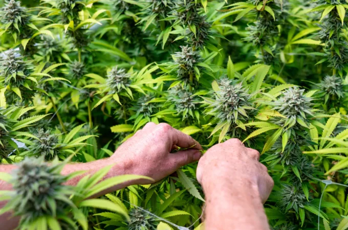 nouvelle étude - Une nouvelle étude montre que la légalisation du cannabis st