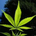 consommation cannabis - La consommation de cannabis chez les adolescents a diminué d