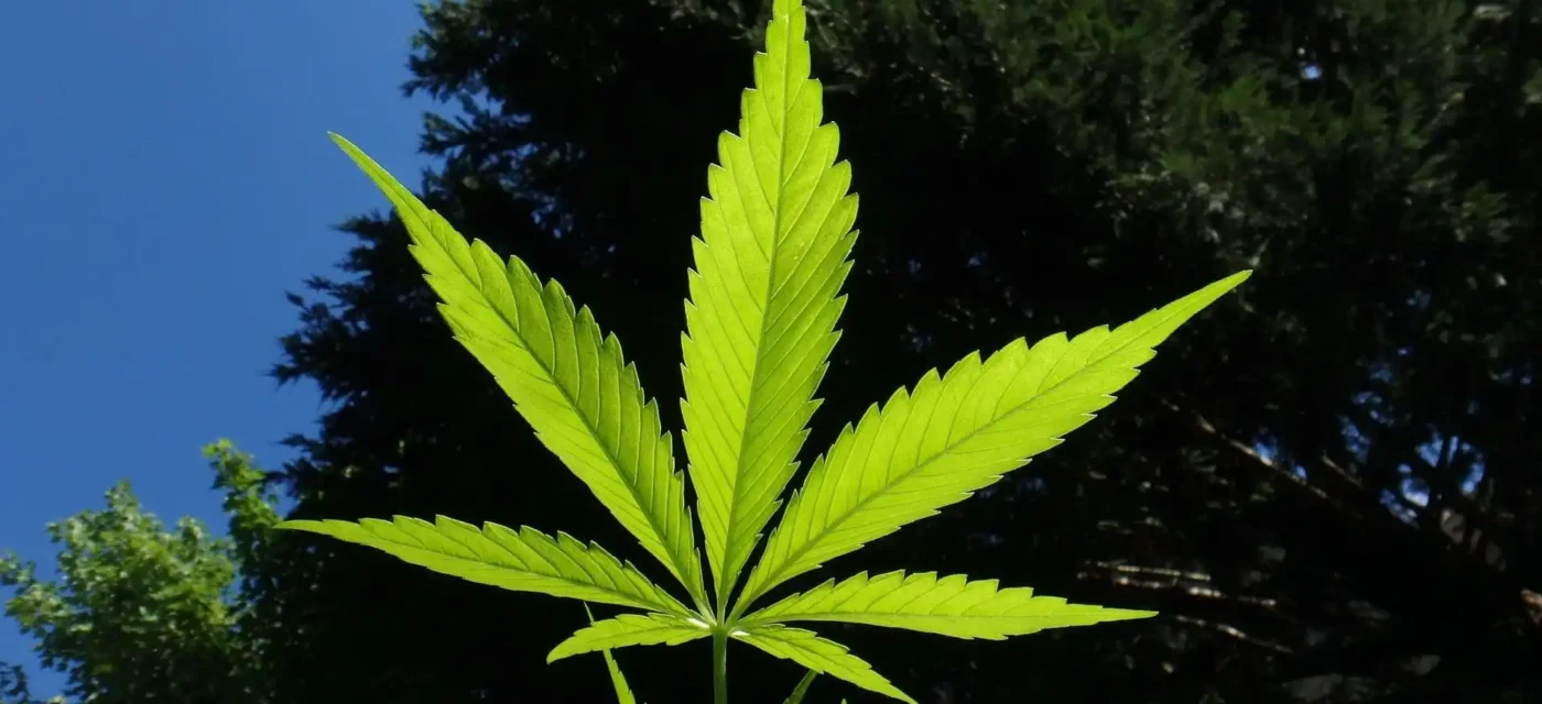 consommation cannabis - La consommation de cannabis chez les adolescents a diminué d