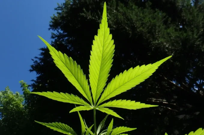 la consommation de cannabis chez les adolescents a diminue d consommation cannabis - La consommation de cannabis chez les adolescents a diminué d