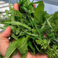 argentine ajoute - L'Argentine ajoute les fleurs et la biomasse au marché du ch