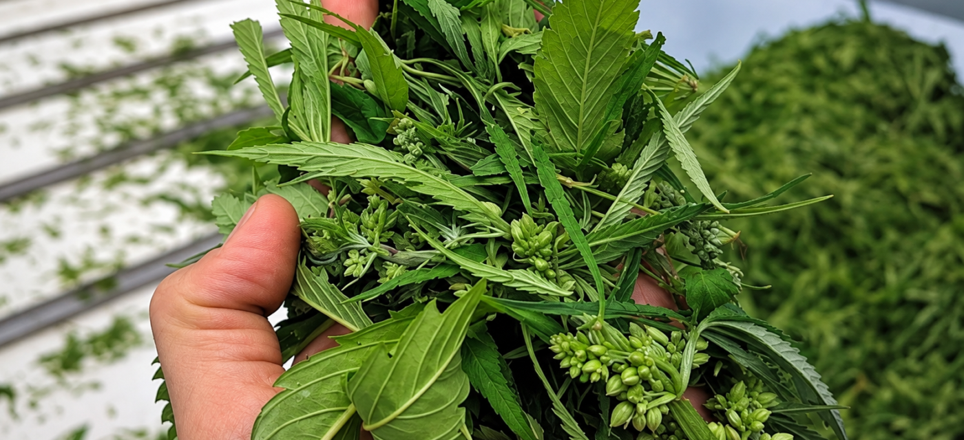argentine ajoute - L'Argentine ajoute les fleurs et la biomasse au marché du ch