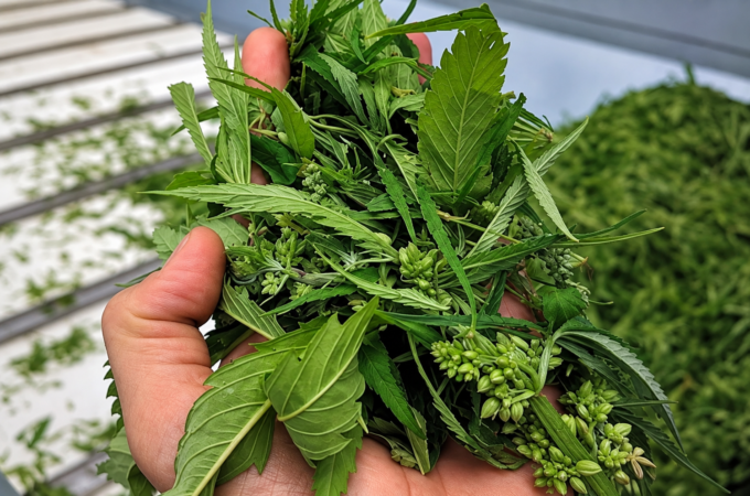 argentine ajoute - L'Argentine ajoute les fleurs et la biomasse au marché du ch