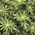 cannabis promesse - Le cannabis a une « promesse thérapeutique » pour les person