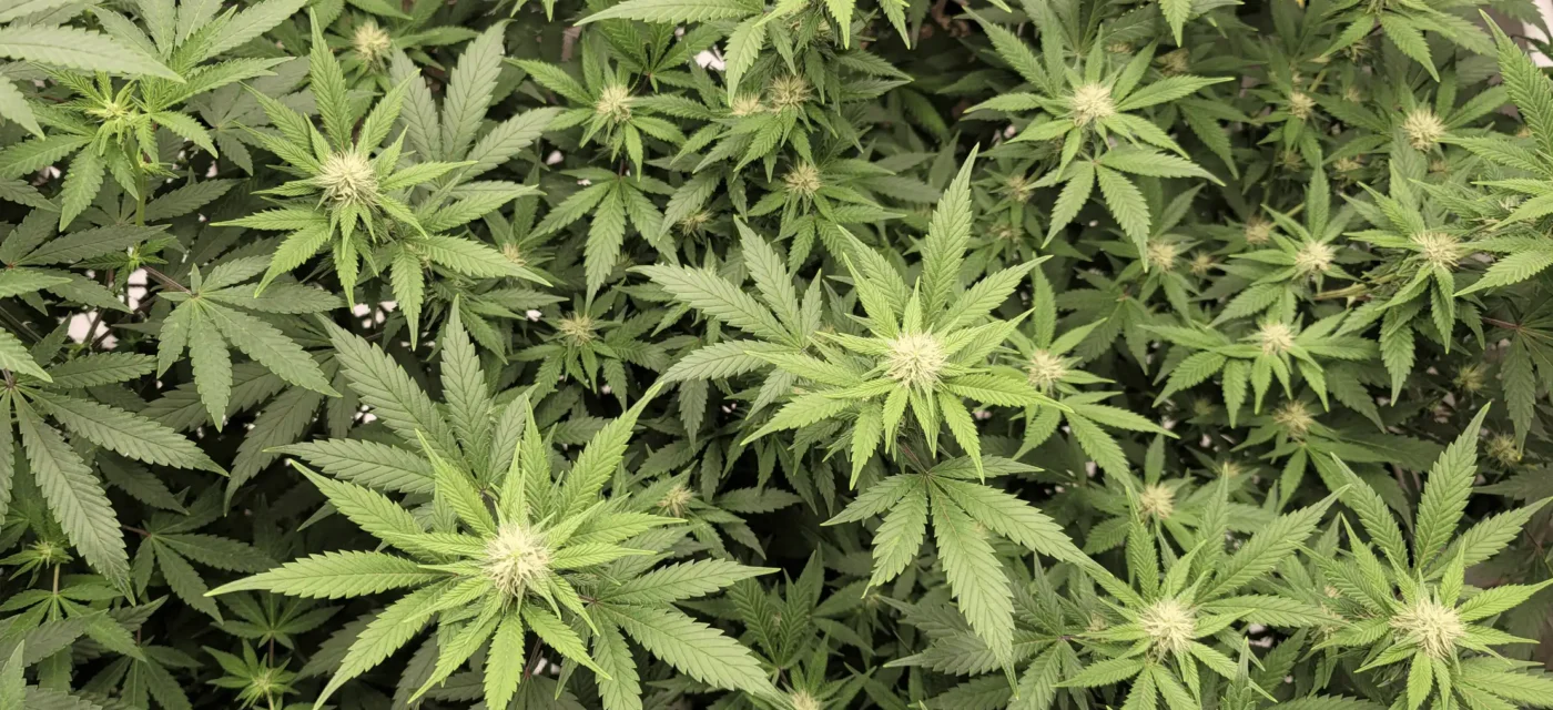 cannabis promesse - Le cannabis a une « promesse thérapeutique » pour les person