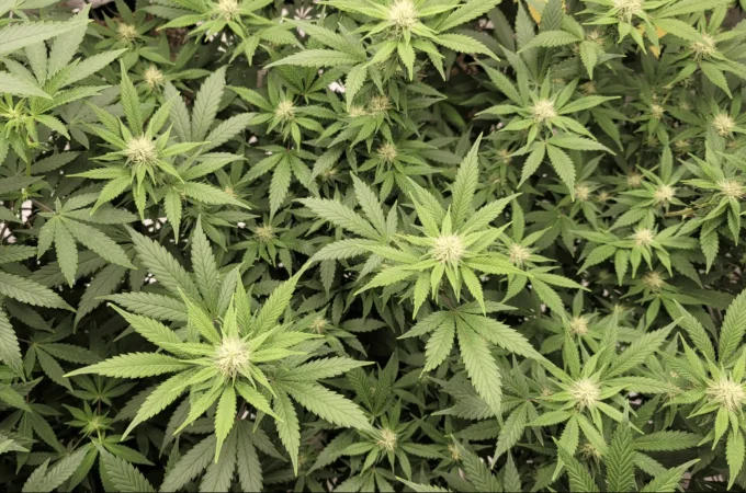 cannabis promesse - Le cannabis a une « promesse thérapeutique » pour les person