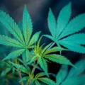étude révèle - Une étude révèle que le cannabis médical soulage les symptôm