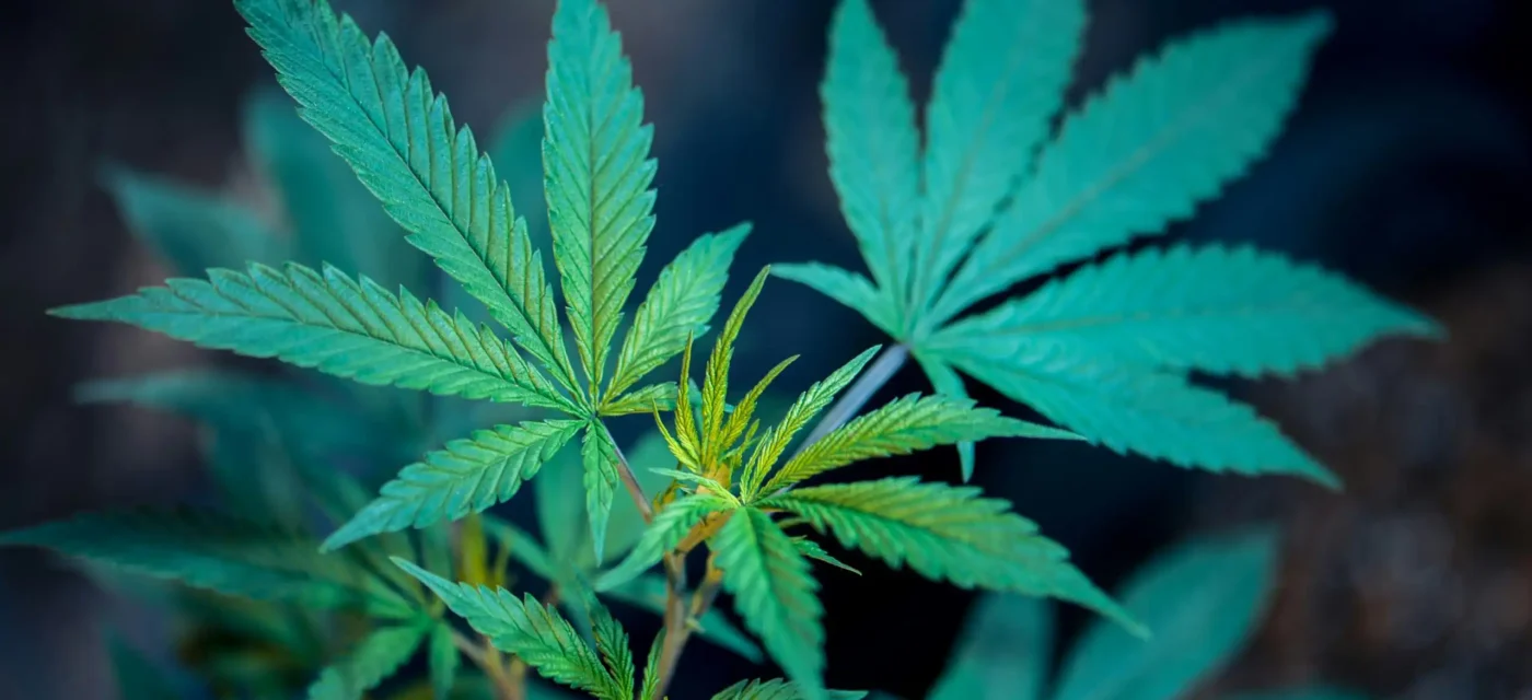 étude révèle - Une étude révèle que le cannabis médical soulage les symptôm