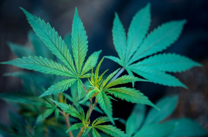étude révèle - Une étude révèle que le cannabis médical soulage les symptôm