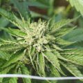 cannabis était - Le cannabis était la 5e culture commerciale la plus importan