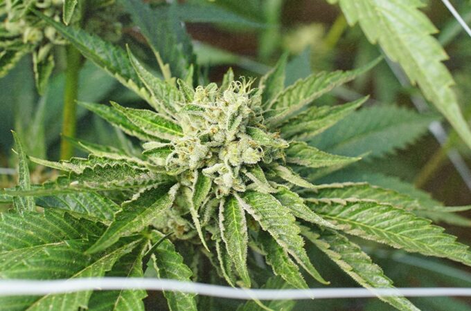 cannabis était - Le cannabis était la 5e culture commerciale la plus importan