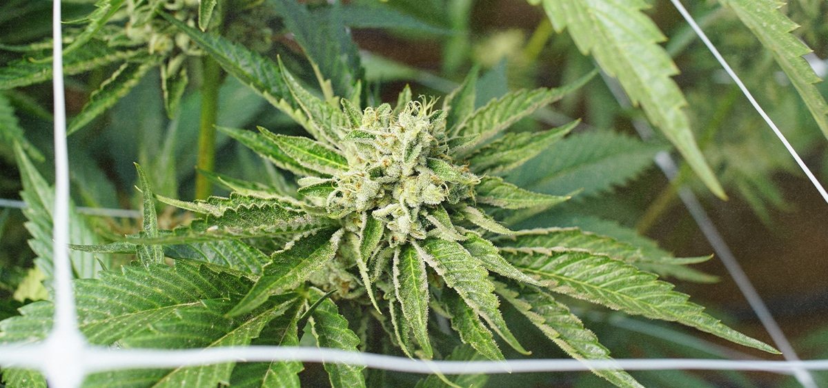 cannabis était - Le cannabis était la 5e culture commerciale la plus importan