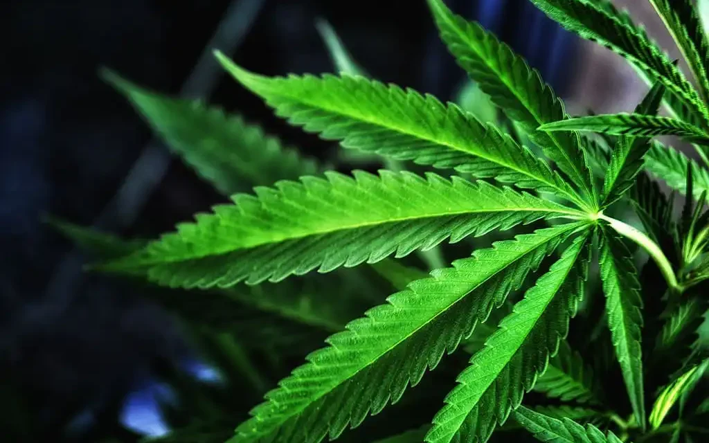 cannabis médical - Le cannabis médical aide les personnes autistes à réduire le