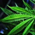 cannabis médical - Le cannabis médical aide les personnes autistes à réduire le