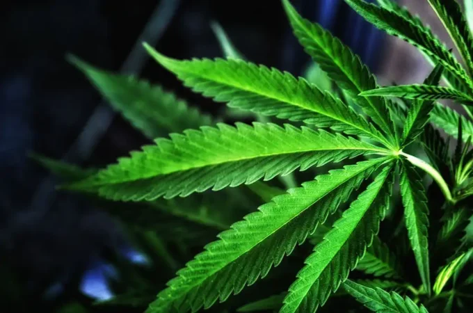 le cannabis medical aide les personnes autistes a reduire le cannabis médical - Le cannabis médical aide les personnes autistes à réduire le