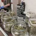 étude montre - Une étude montre que l'ouverture de dispensaires de cannabis
